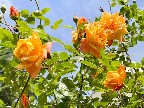 Yumuşak gün ışığında açan sarı güller