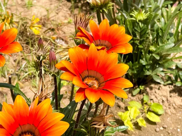 Canlı Gazania çiçekleri güneş ışığı altında çiçek açar.