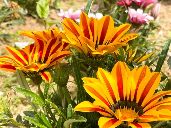 Canlı Gazania çiçekleri güneş ışığı altında çiçek açar.
