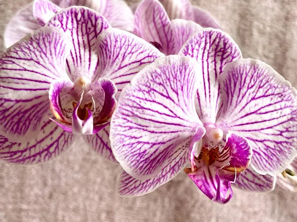 Yumuşak doğal ışıkta zarif orkide çiçekleri
