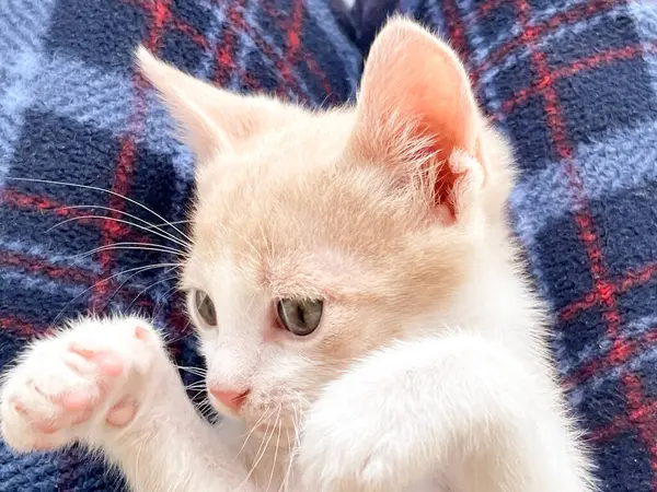  Kedi yavrusu, tatlı kedi yavrusu mavi battaniyenin üstünde