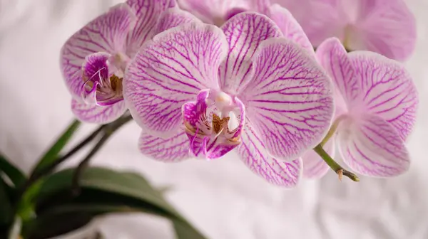 Orkideler, mor falaenopsis orkide çiçekleri, yakın çekim çiçekleri.