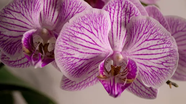 Orkideler, mor falaenopsis orkide çiçekleri, yakın çekim çiçekleri.