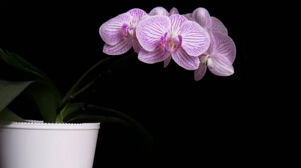 Tencerede orkide, parlak arkaplan