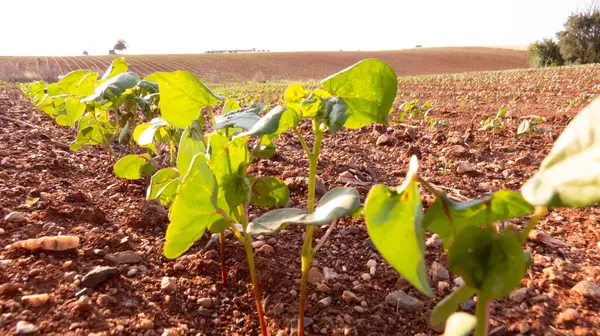 Kırsal Tarım Alanında Erken Safha Pamuk Yetiştirme