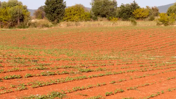 Gelişimin ilk aşamalarında ekili bir alanda yetişen pamuk bitkileri