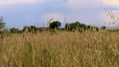 Uzun otlar ve mavi gökyüzü ile huzurlu yaz manzarası