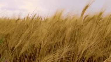 Altın buğday tarlası yaz güneşi altında rüzgarda sallanıyor.