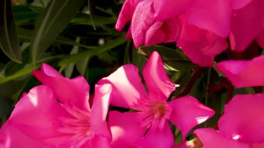 Güneş Işığındaki Bir Çalıda Parlak Pembe Çiçekler