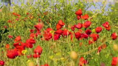Güneşli bir alanda çiçek açan kırmızı gelinciklerin videosu