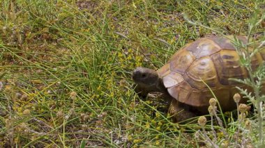 Bir kara kaplumbağasının doğal bir çevrede yavaş yavaş otları yiyip yediğini gösteren yakın çekim videosu..