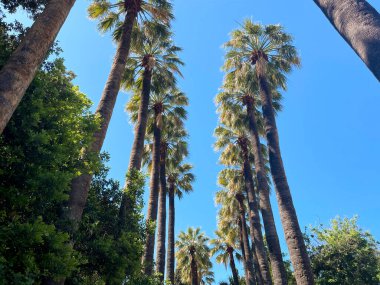  Parlak gökyüzüne karşı yüksek palmiye ağaçlarının yan görüntüsü