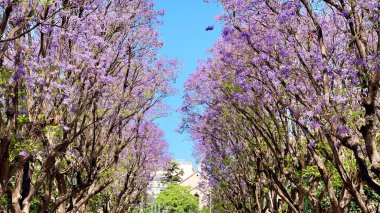  Canlı mor çiçeklerle çiçek açan jakaranda ağaçları.