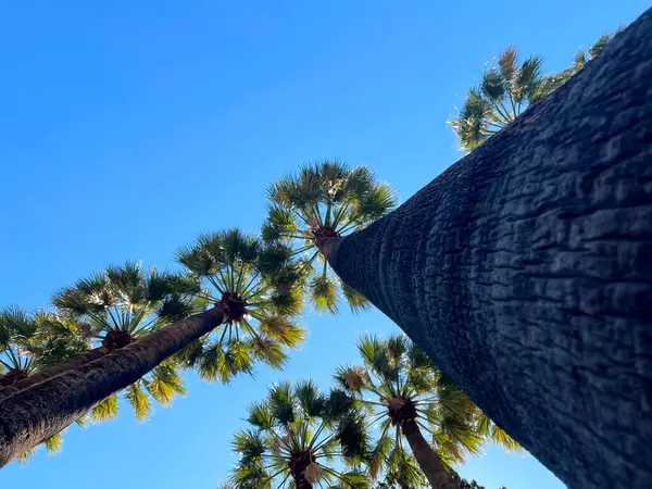 Yaz ışığında gökyüzüne uzanan palmiye ağaçları