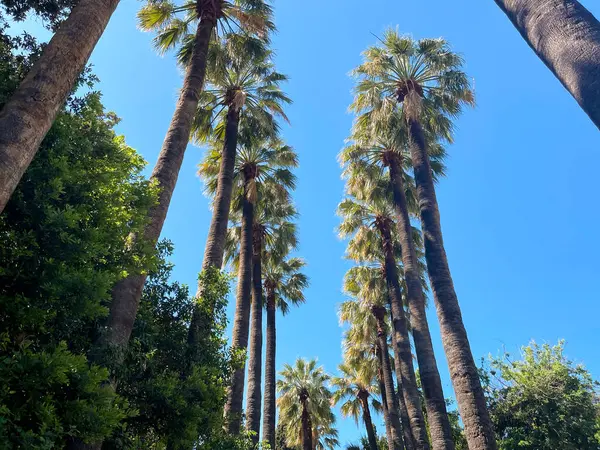  Parlak gökyüzüne karşı yüksek palmiye ağaçlarının yan görüntüsü