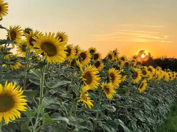 Altın saat boyunca çekilen bir dizi canlı ayçiçeği görüntüsü. Çiçekler huzurlu bir kırsal alana yayılıyor, yaz sıcağı ve doğal güzellik yayıyor.