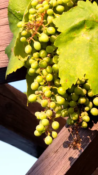 Sarmaşıkta yetişen yeşil üzümler, yaz ışığı altında olgunlaşmamış ve canlı..