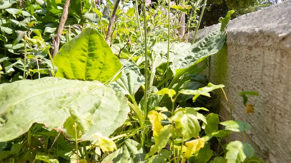Bahçede yetişen bitkiler, doğal ışıkla yakalanır. Geniş yeşil yapraklar tıbbi özellikleri ve geleneksel iyileştirme kullanımıyla bilinir..