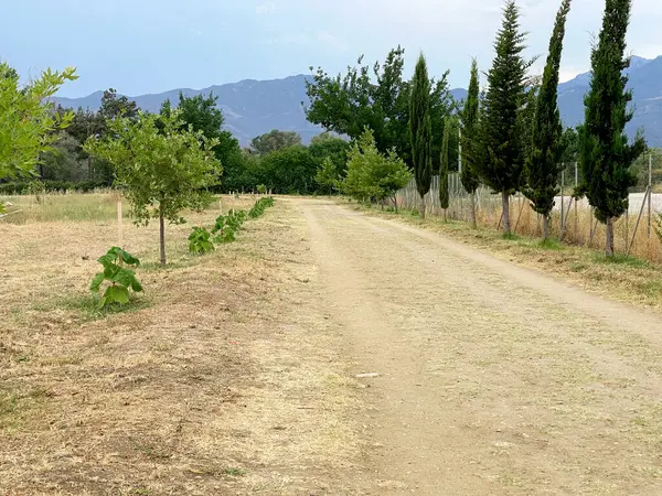 Paulownia, Paulownia elongata, kuraklığa dayanıklı genç ağaçlar, kurak toprak ve yeşil yapraklı sürdürülebilir tarım kavramı.