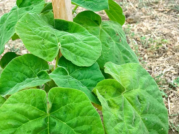 Paulownia, Paulownia elongata, kuraklığa dayanıklı genç ağaçlar, kurak toprak ve yeşil yapraklı sürdürülebilir tarım kavramı.