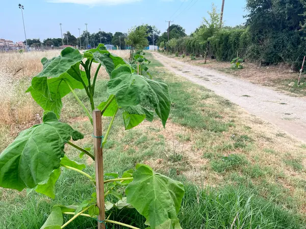 Paulownia, Paulownia elongata, kuraklığa dayanıklı genç ağaçlar, kurak toprak ve yeşil yapraklı sürdürülebilir tarım kavramı.