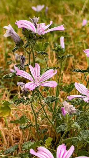 Malva Sylvestris, doğal tarlada açan mor yaban ördeği çiçekleri.