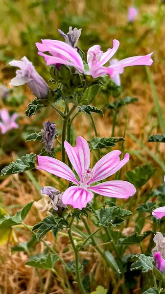 Malva Sylvestris, doğal tarlada açan mor yaban ördeği çiçekleri.