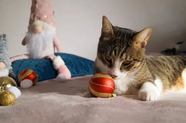  Noel süsleri olan sevimli Noel kedileri.