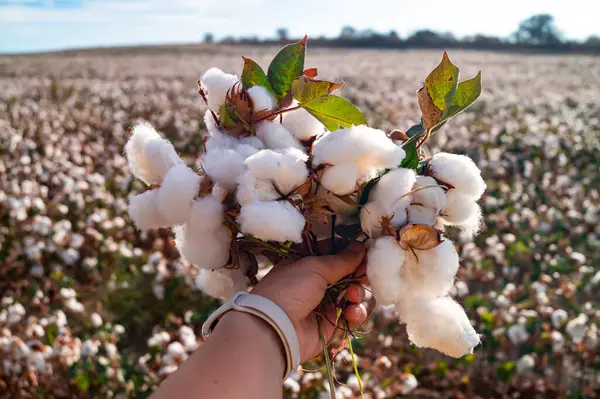 Yunanistan 'daki Perea limanında feribot gemisi