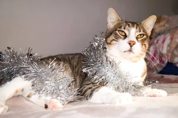  Noel süsleri olan sevimli Noel kedileri.