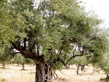 Denize giden yolu olan zeytin koruluğu, denize doğru giden zeytin ağaçları arasındaki kırsal toprak yol. Kırsal Akdeniz manzarası ve seyahat kavramı.