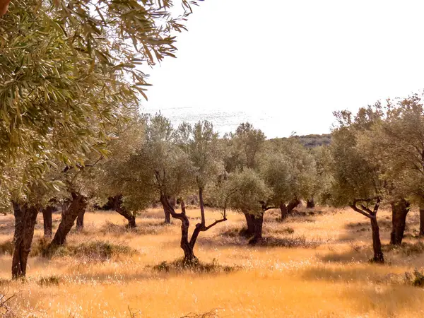 Denize giden yolu olan zeytin koruluğu, denize doğru giden zeytin ağaçları arasındaki kırsal toprak yol. Kırsal Akdeniz manzarası ve seyahat kavramı.