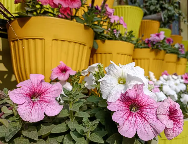 Çoğunluğu petunya olan canlı çiçek açan bitkiler, bir dizi parlak sarı, flütlü plastik kaplarda sergileniyor. Tencereler katmanlı bir şekilde istiflenmiş, derinlik ve bolluk hissi yaratıyor..