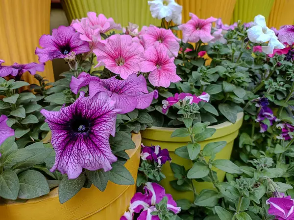 Petunya çiçekleri açık yeşil çömleklerin içine yerleşmiş. Pembe ve morun çeşitli tonlarında olan petunyaların taç yaprakları geniş bir alana yayılmış ve karmaşık desenler sergiliyor.. 