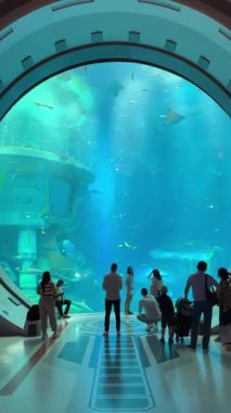 Deniz dünyası Abu Dabi Köpekbalıkları, Yunuslar, Penguenler, Flamingolar ve Deniz Yaşamı Cazibesi