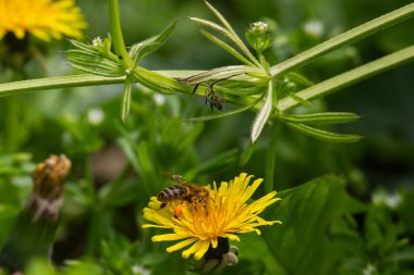 Yazın doğada sarı çiçekler