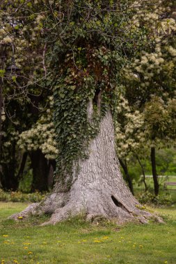 Parktaki yaşlı bir meşe ağacının dikey görüntüsü.