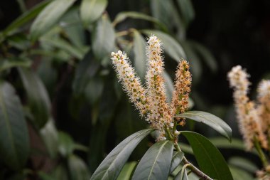 Yakın plan - çiçek açan güzel çiçeklerin görüntüsü