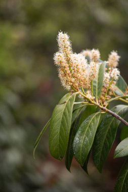 Ormandaki bir ağacın beyaz çiçekleri