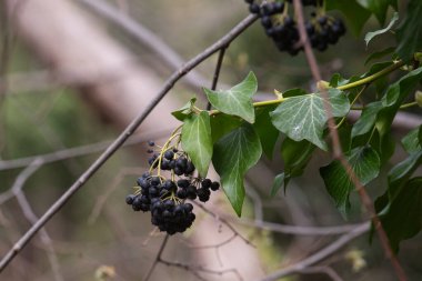 Bahçedeki ağacın dallarında bir dağ külünün siyah meyveleri.