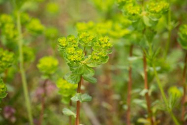 Ormanda yeşil bitkiler