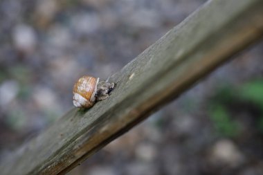 Bahçedeki ağaçta bir böceğin yakın çekimi.