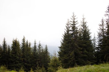 Dağlardaki güzel orman