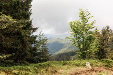 Beyaz karla kaplı yeşil çimenlerin güzel bir görüntüsü.