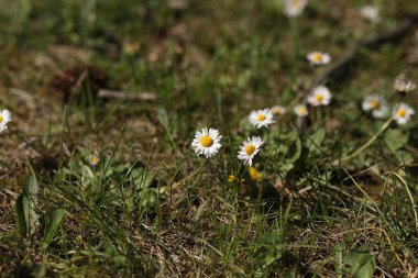 Çimlerde beyaz çiçekler