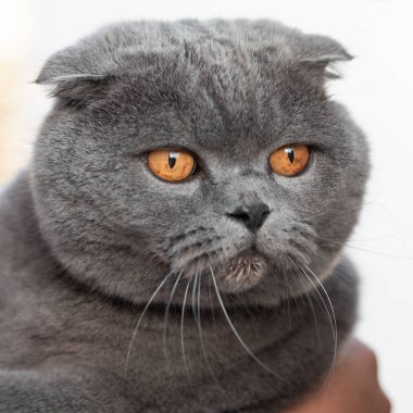 İngiliz kısaltması, İngiliz kedisi, yakın çekim -