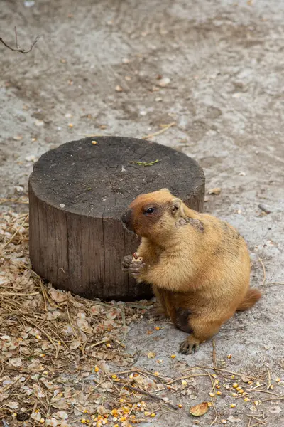 Ormanda yerde sincap var.