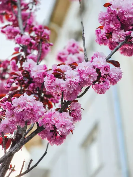 İlkbaharda pembe sakura çiçeği