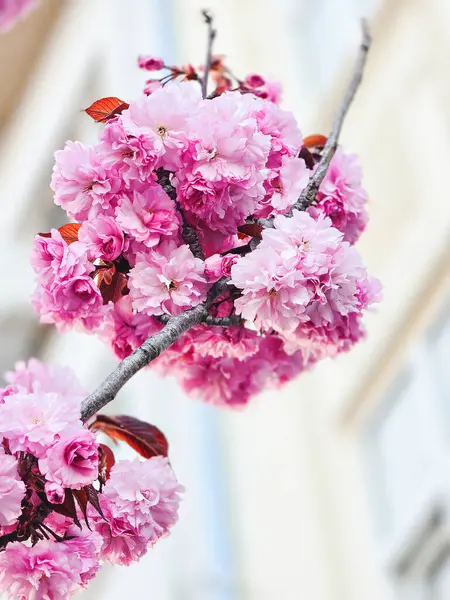 İlkbaharda pembe sakura çiçeği