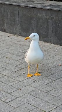 Şehirde martı videosu var.